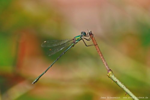 Makroaufnahme einer Libelle