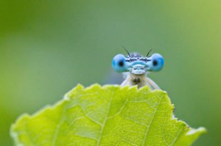 Makroaufnahme einer Libelle