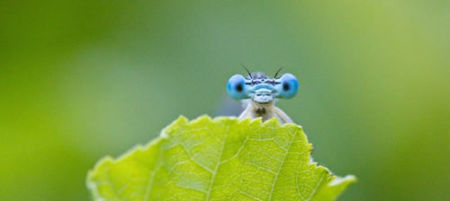 Makroaufnahme einer Libelle