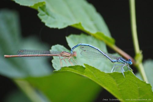 Makroaufnahme einer Libelle