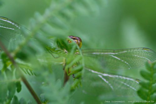 Makroaufnahme einer Libelle