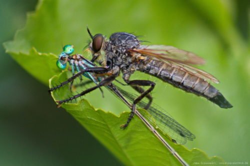 Makroaufnahme einer Libelle