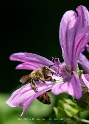Makrofotografie Insekten