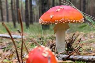 Fliegenpilze im Wald