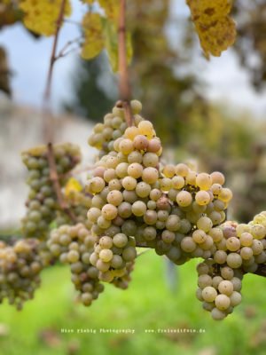 Weinreebe Riesling Weingarten Berlin e. V.