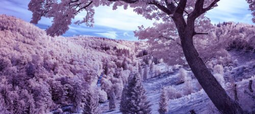 Wandern im Harz, Infrarotfotografie