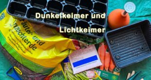 Dunkelkeimer und Lichtkeimer
