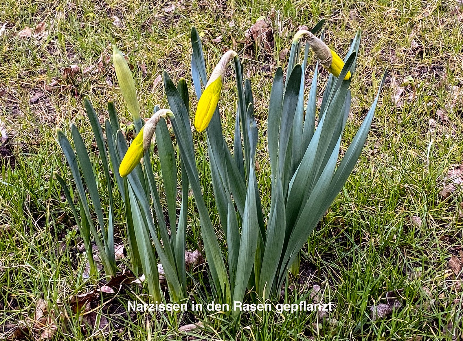 Narzissen in ihrer Vielfalt