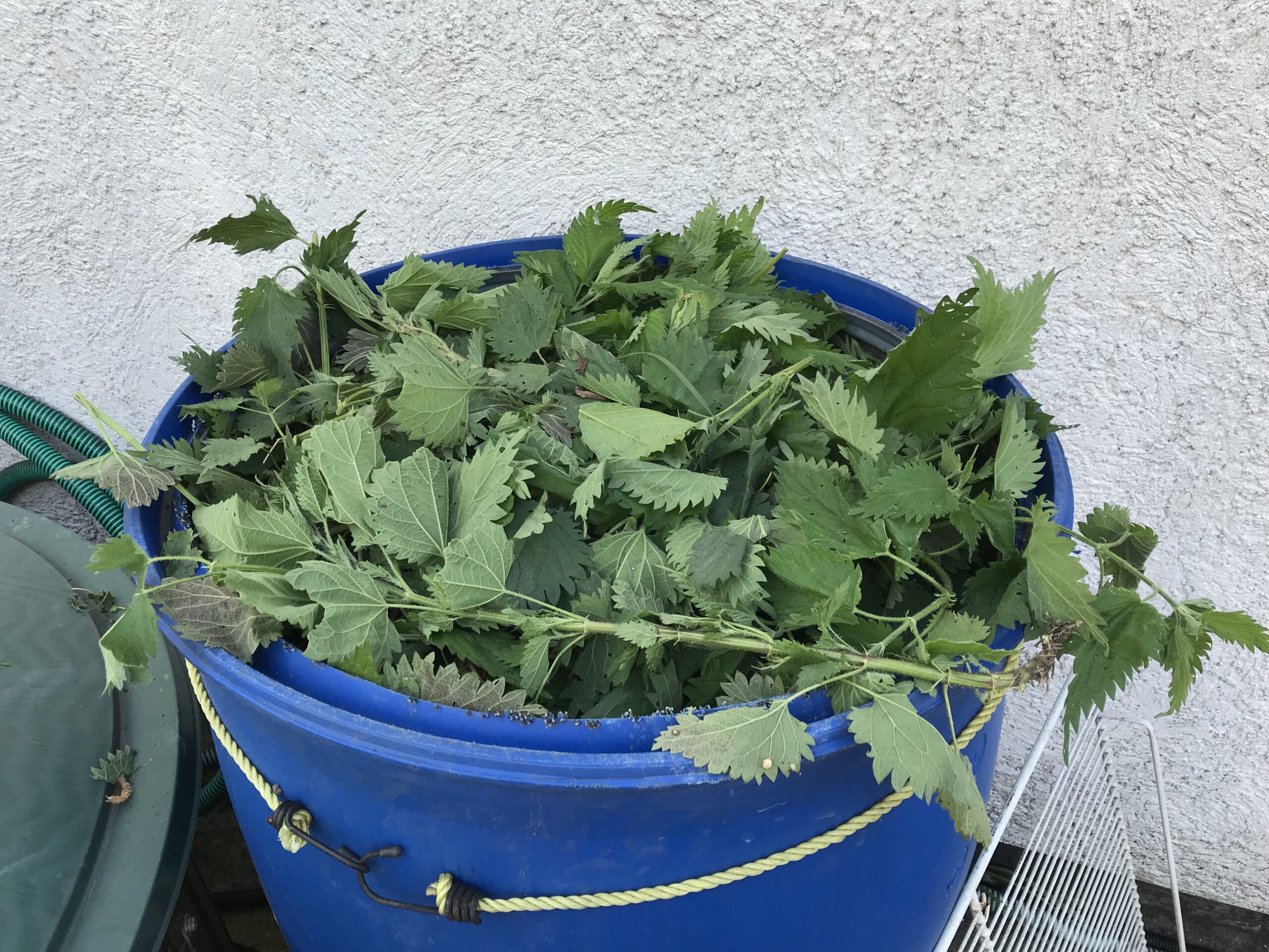 Mit Naturmittel düngen › Freizeitfoto