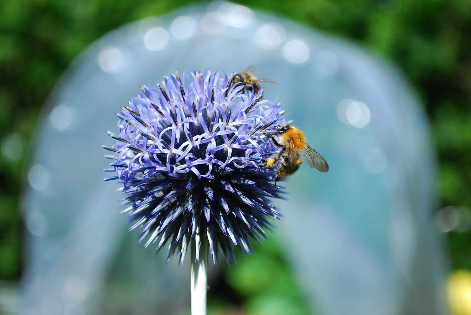 Hummeln und andere Bestäuberinsekten