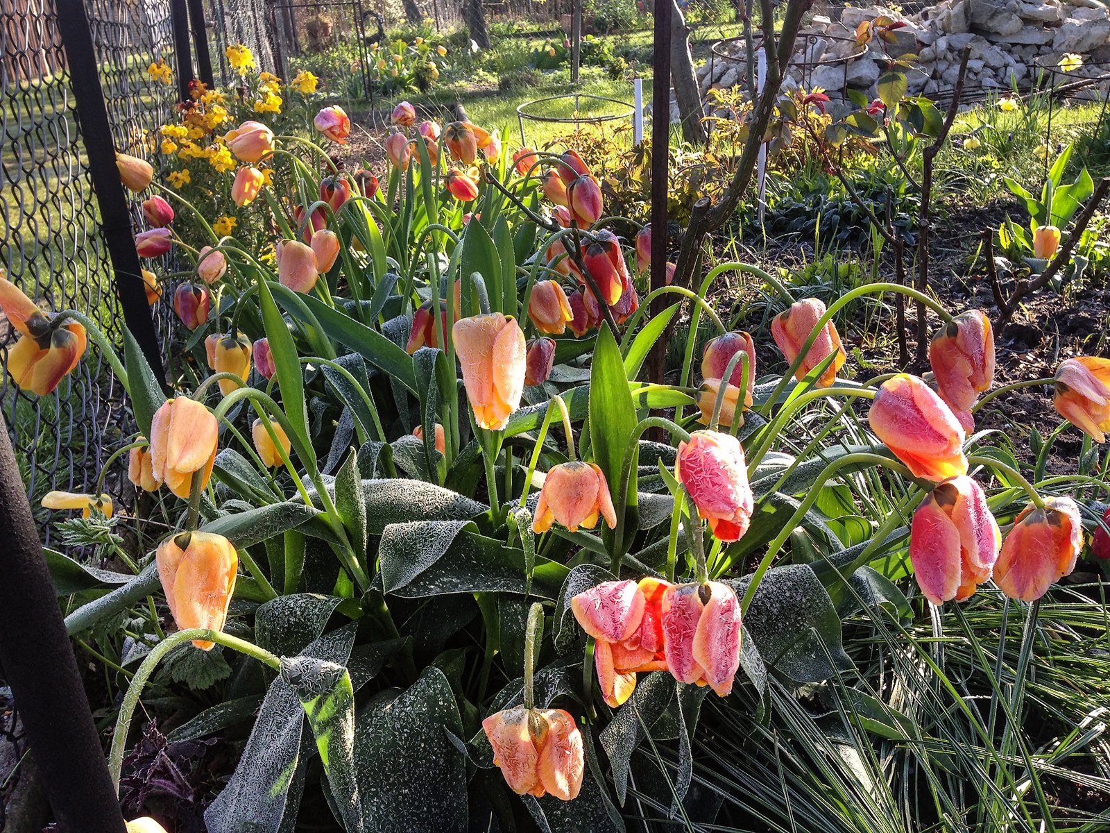 Tulpen mit hängenden Köpfen