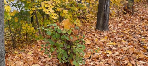 Herbst im Garten